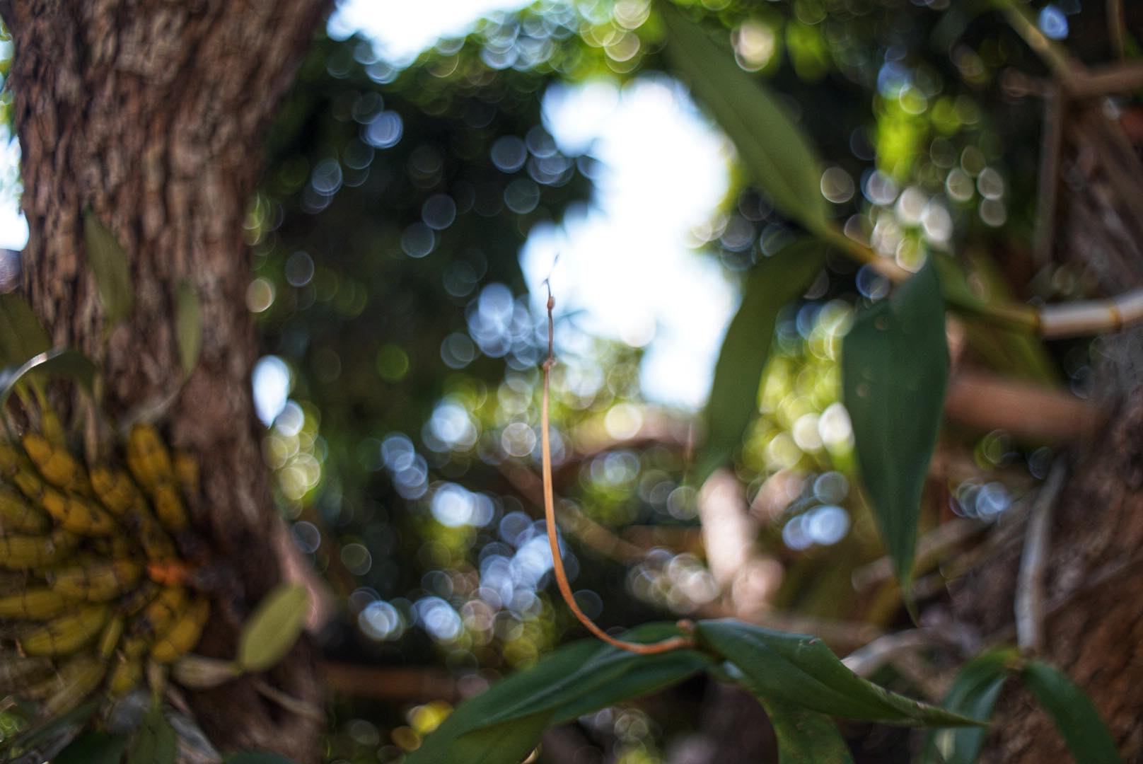 PENTACON AUTO 29MM.F2.8 ZEBRA M42 MOUNT