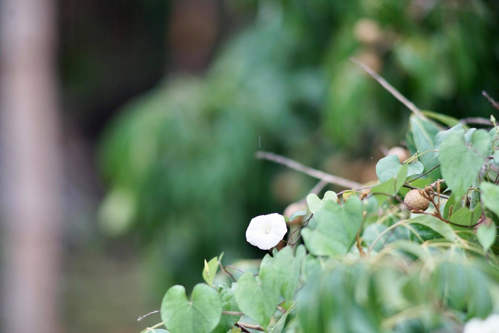 MINOLTA MC TELE ROKKOR-QF200 MM.F3.5