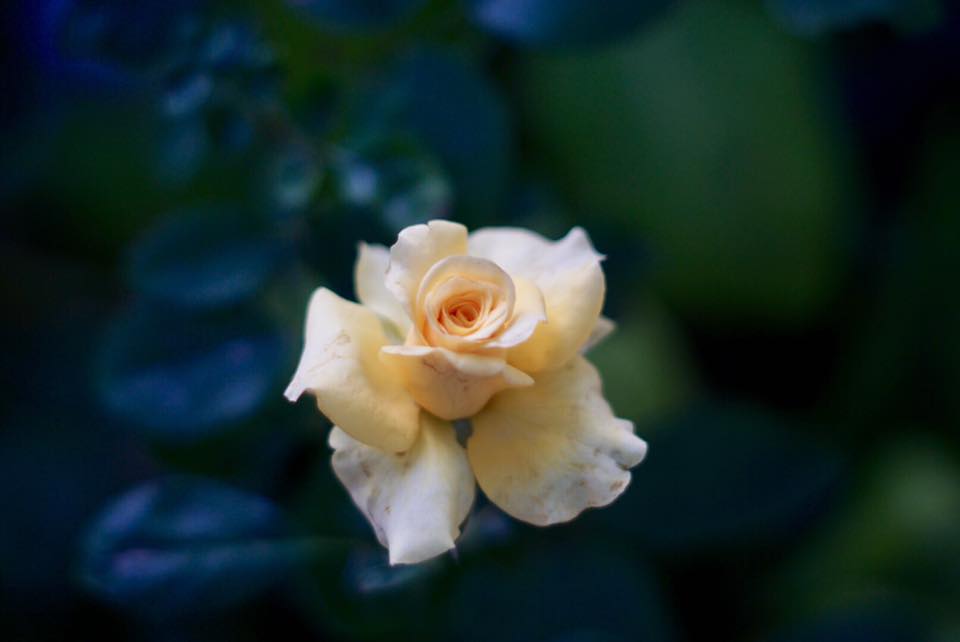 Super Takumar 55mm. F1.8 M42 mount