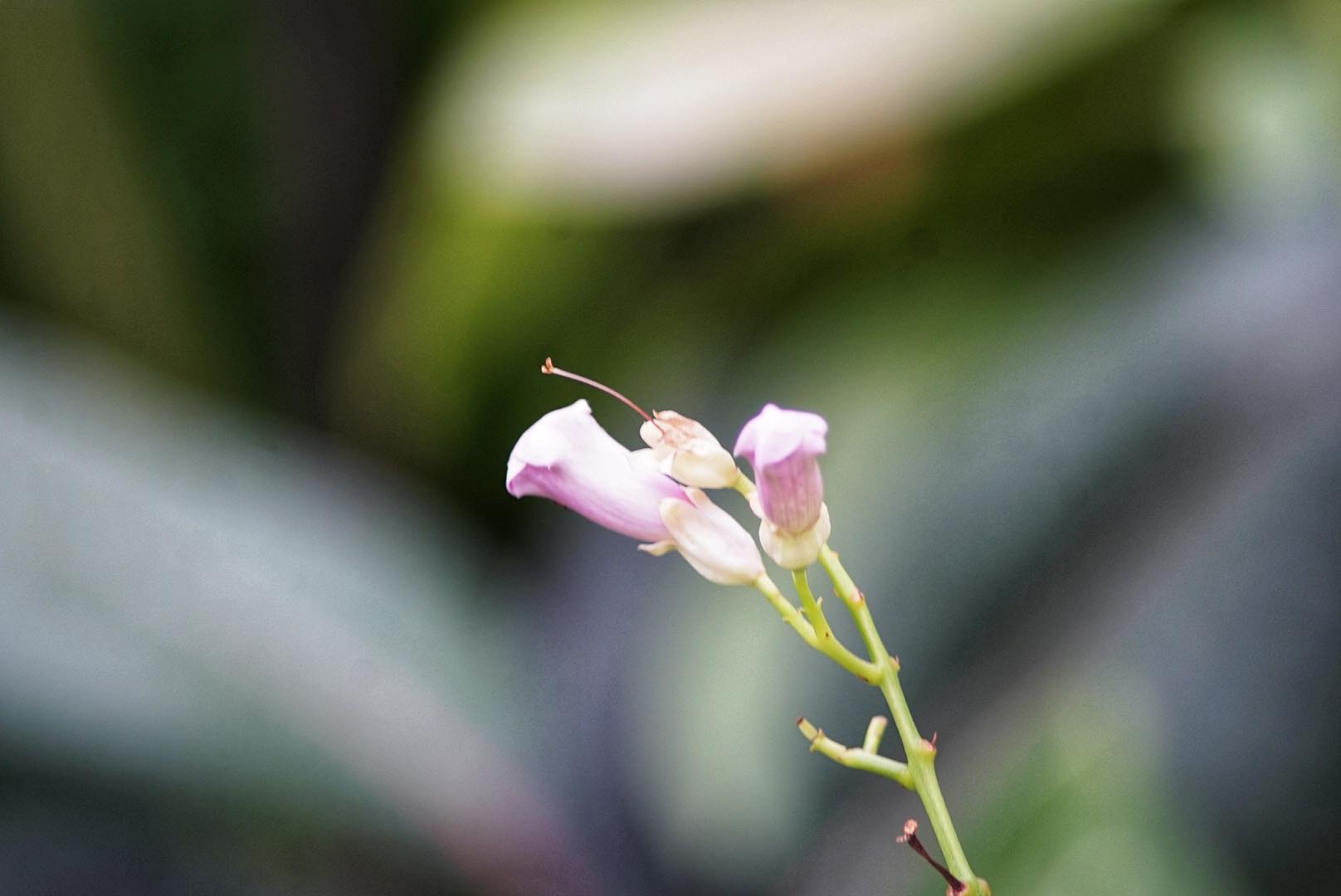 NIKKOR-Q. AUTO 200MM. F4 NIKON NON AI MOUNT