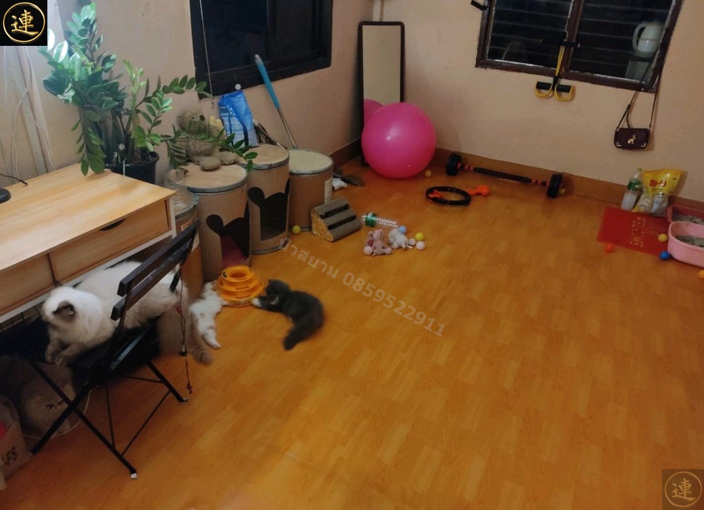 ลายเสื่อน้ำมันมาใหม่ 1 ตุลาคม 2563