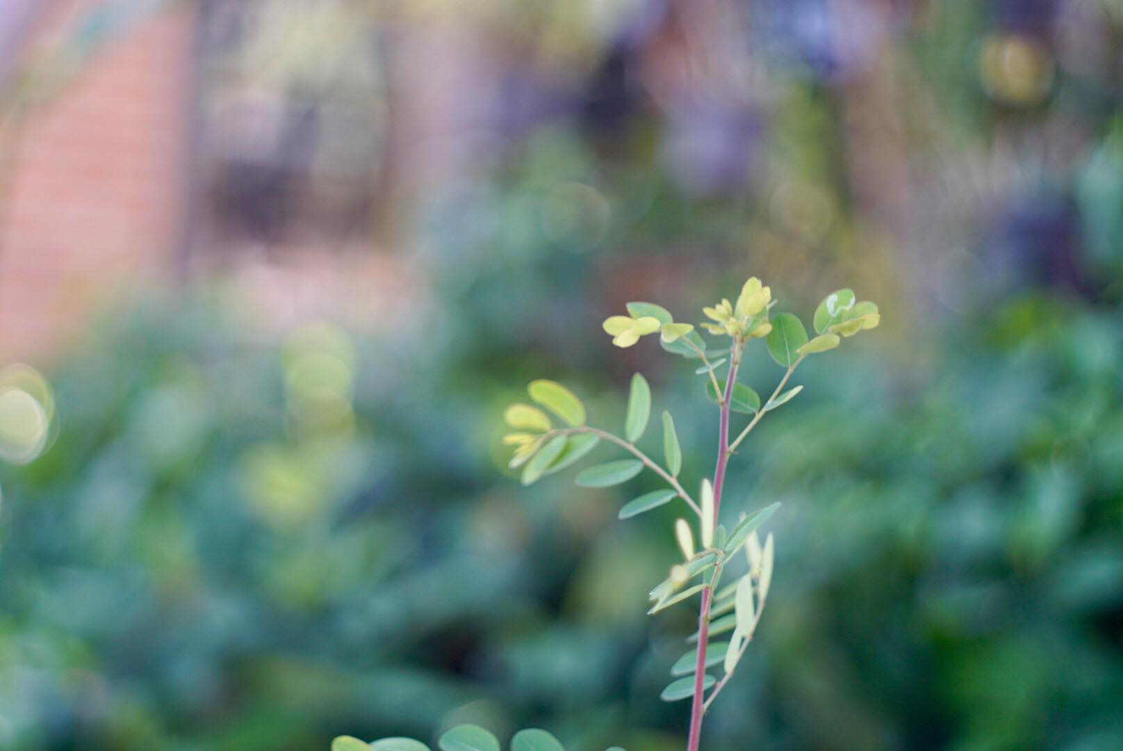 KONISHIROKU HEXANON 47MM.F1.9 E MOUNT