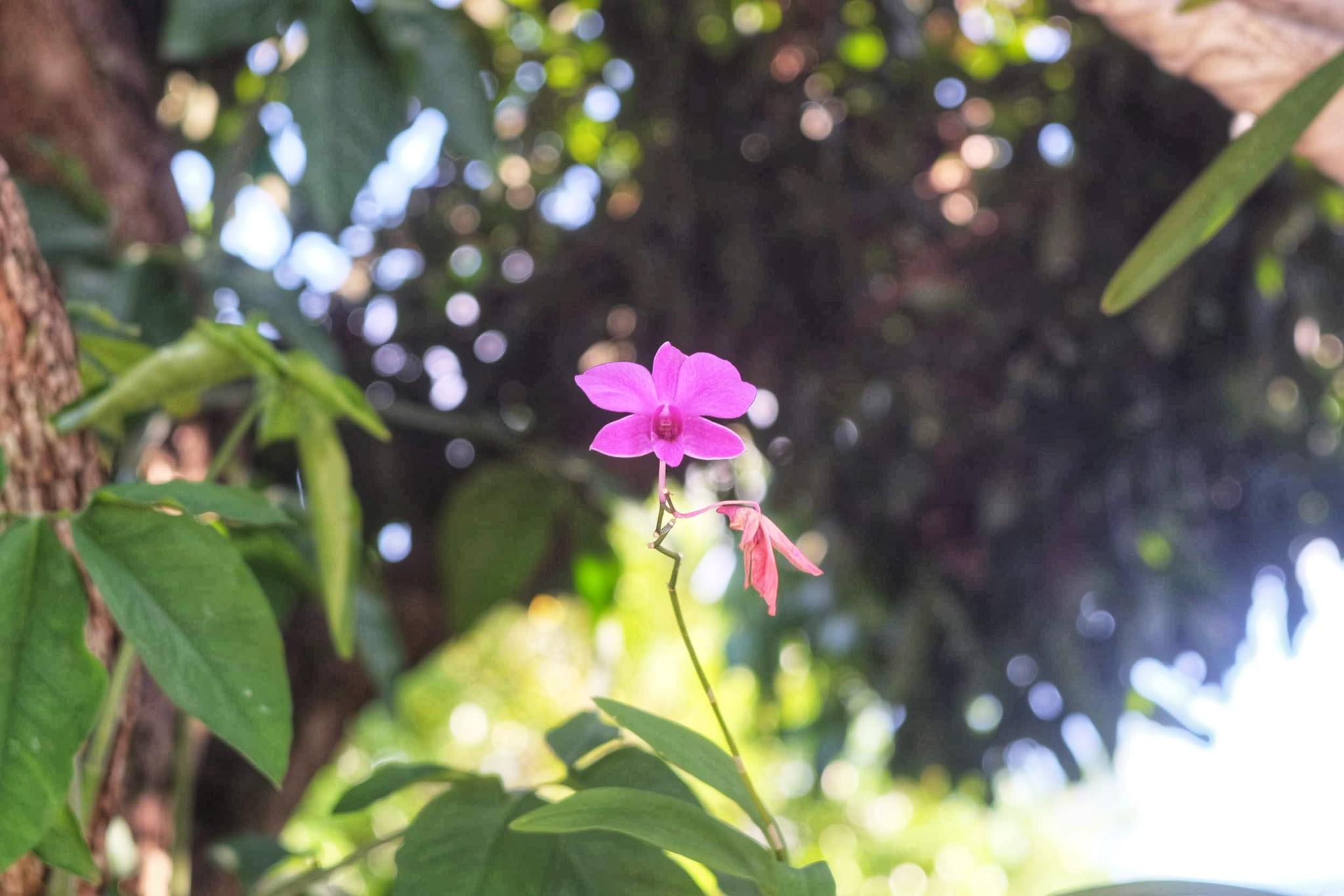 OLYMPUS D.ZUIKO F.C 75MM.F3.5 MODIFILED M42 MOUNT