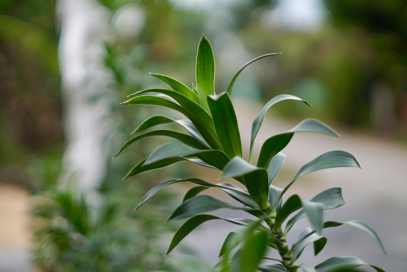 CANON LENS FD 50MM.F1.4 SIVER NOSE