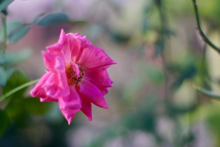 SMC PENTAX 50MM.F1.4 PK MOUNT