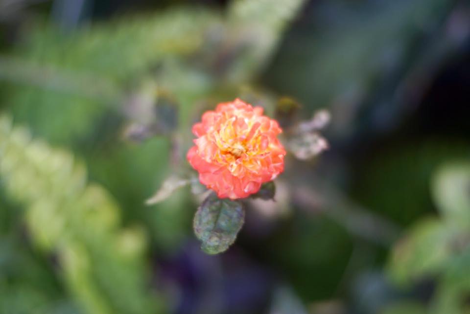 MINOLTA AUTO ROKKOR-PF 55MM. F1.8 MD MOUNT