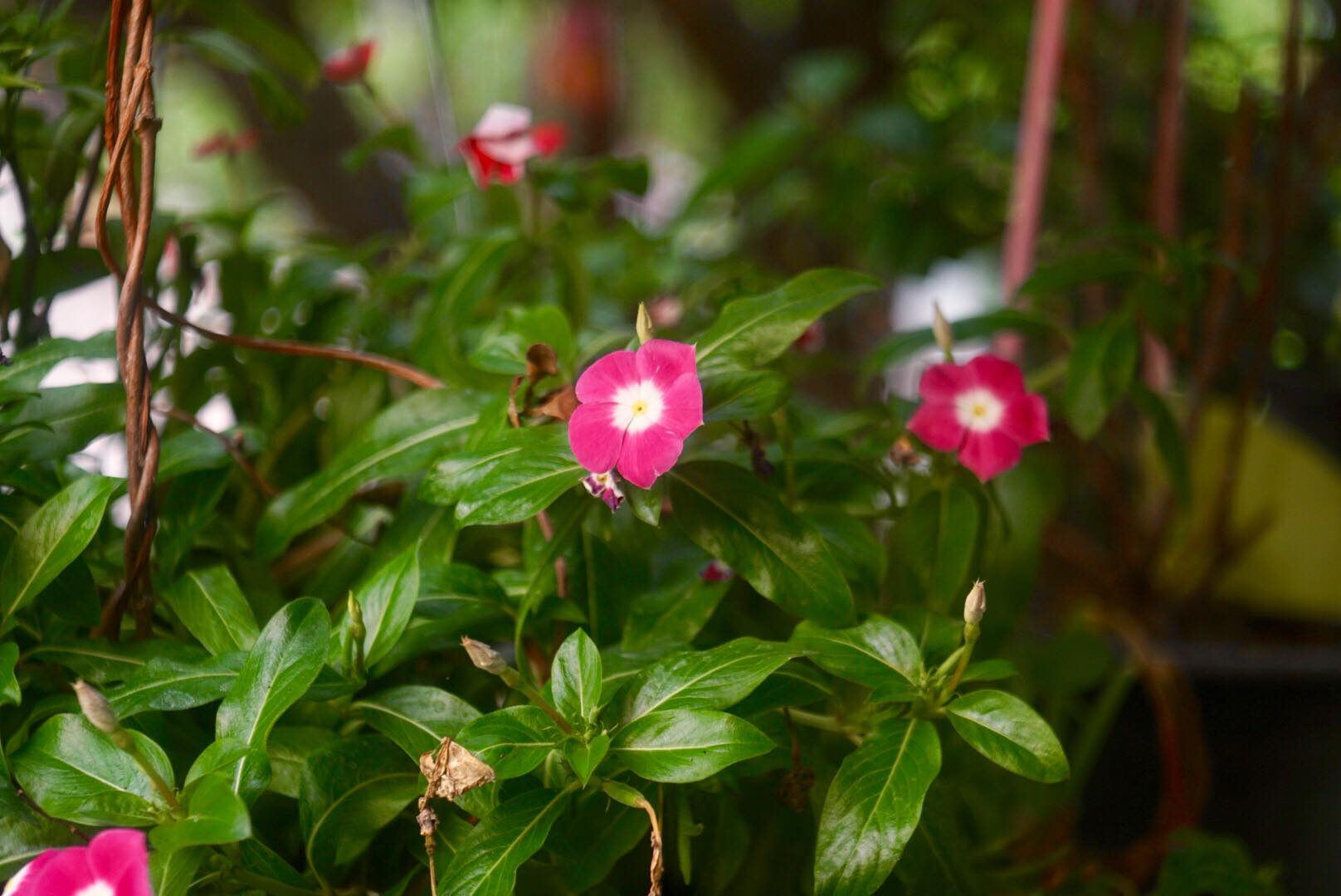 INDUSTAR-50-2 50MM.F3.5 M42 MOUNT