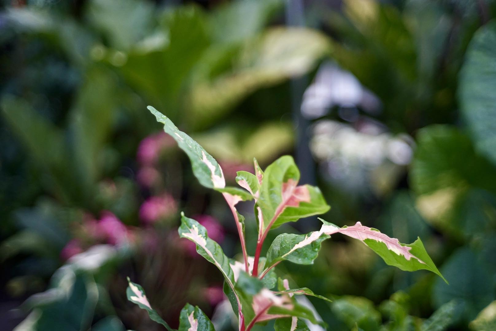 CANON LENS 40MM.F1.9 MODIFIED M39 MOUNT(RF Coupling)
