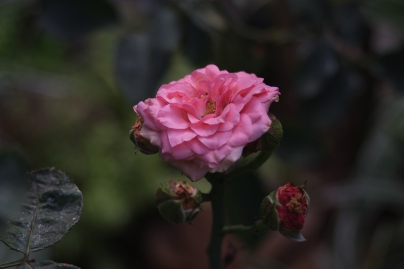 SIGMA ZOOM 28-80MM.F3.5-5.6 MACRO