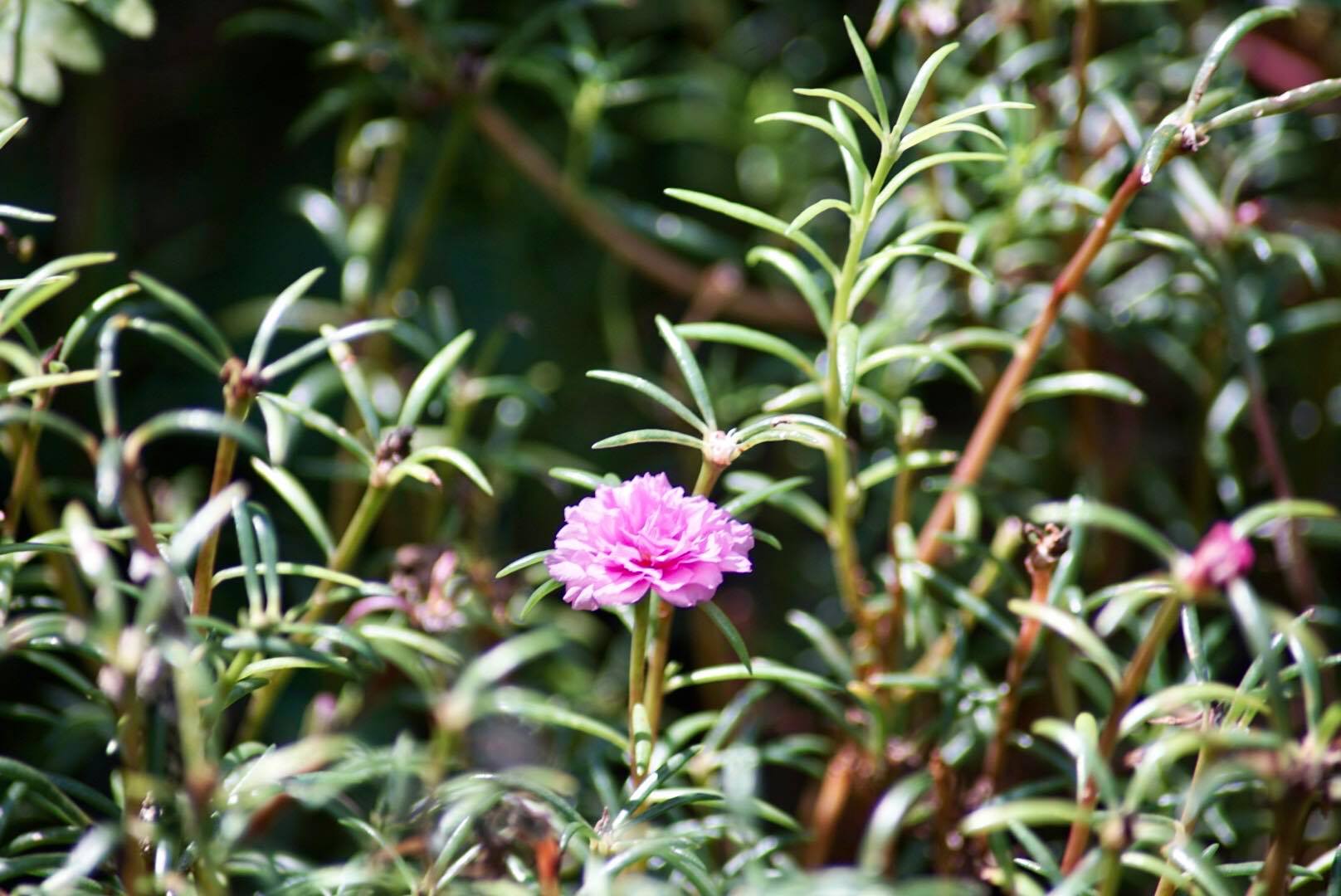 NIKON AF NIKKOR 35-105MM.F3.5-4.5 MACRO