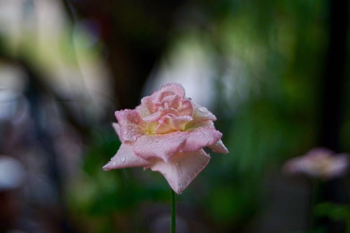 KONICA HEXANON AR 50MM.F1.7 AR MOUNT