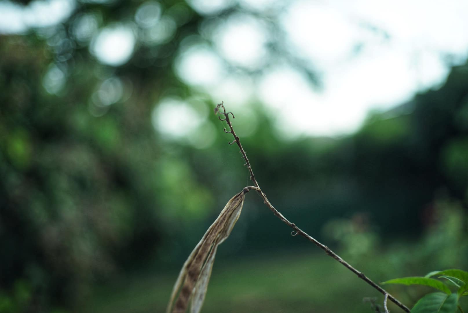 JUPITER-12 35MM.F2.8 FOR SONY E MOUNT