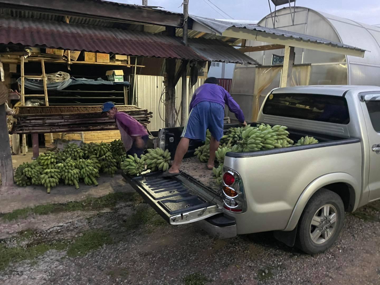 กล้วยตาก(กล้วยน้ำว้า)(200g.) กล้วยตากสังคม