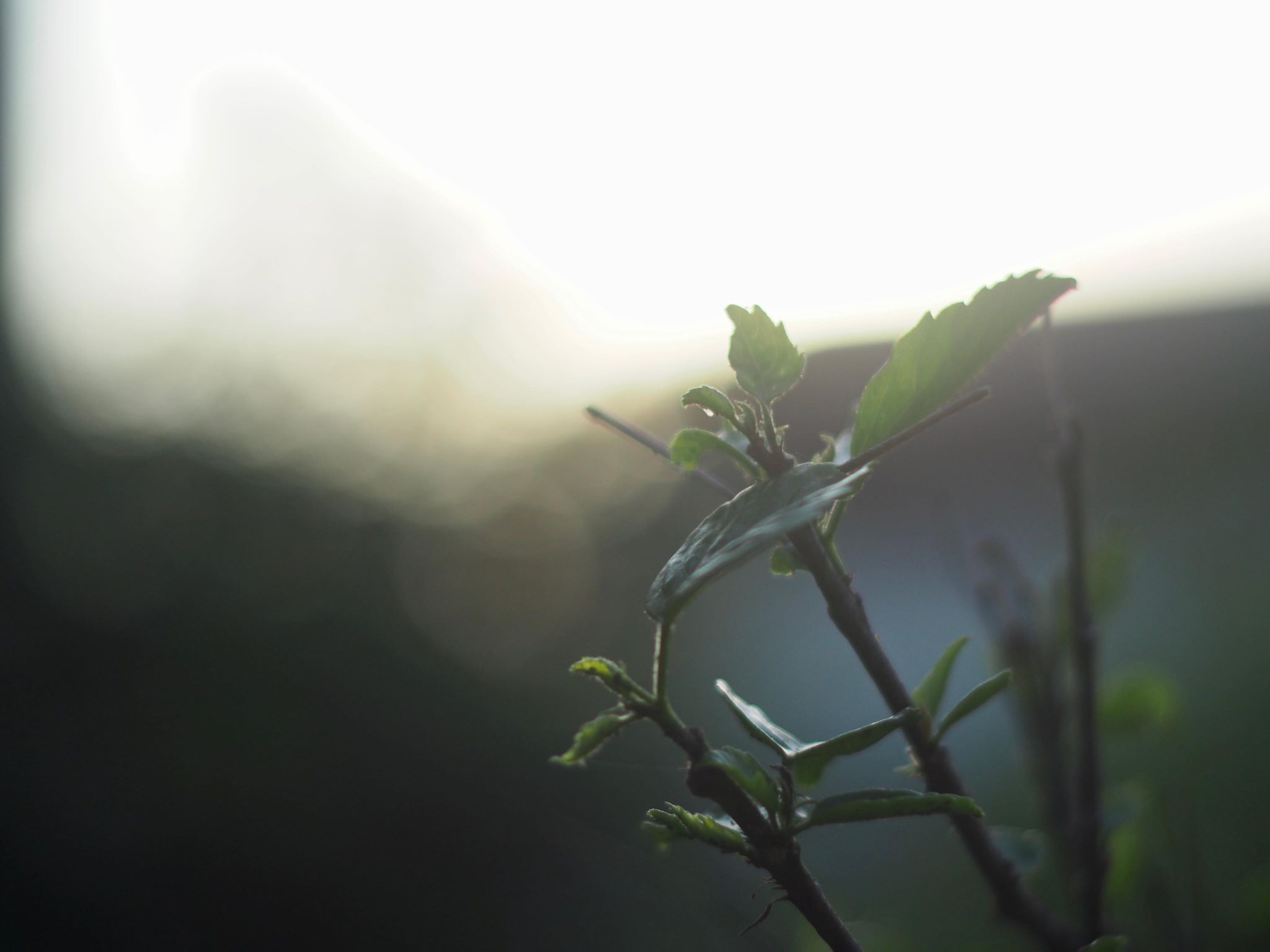 MINOLTA MC ROKKOR-PF 55MM.F1.7
