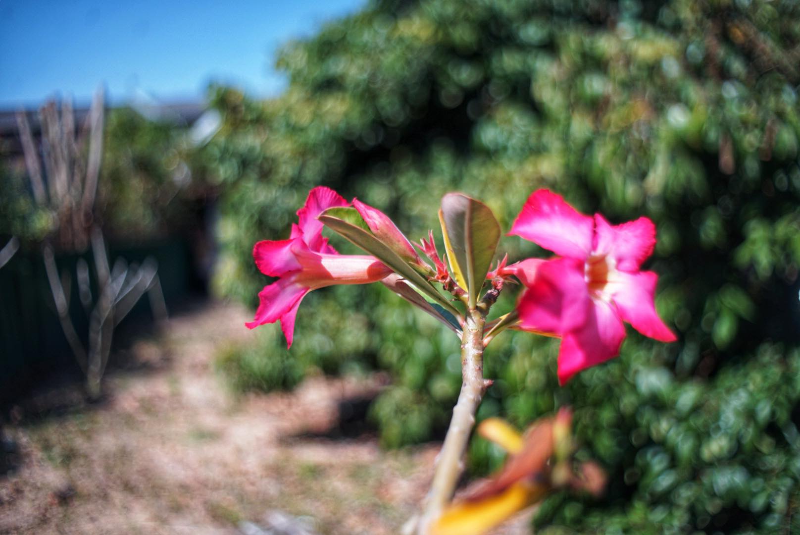 PENTACON AUTO 29MM.F2.8 ZEBRA M42 MOUNT