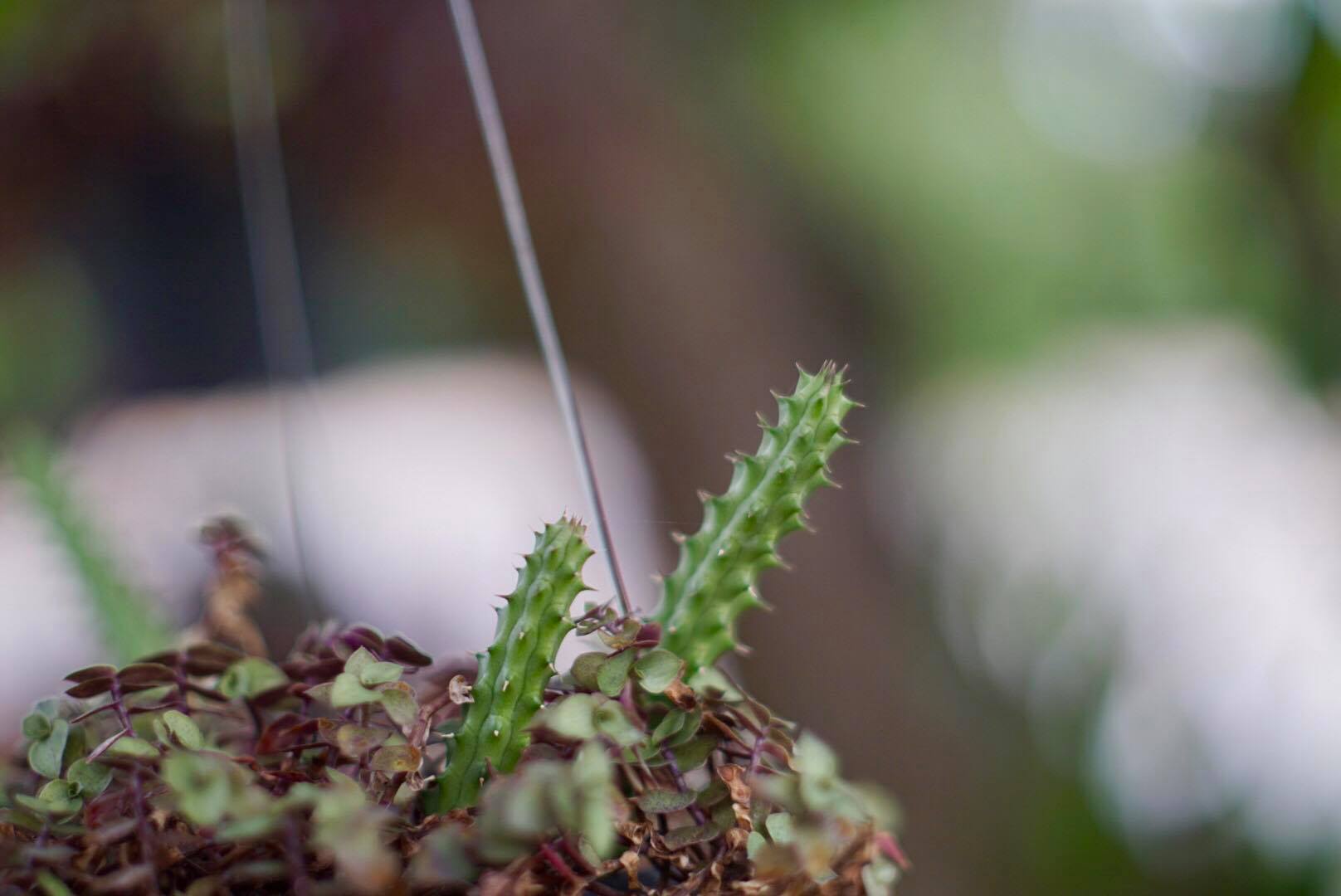 CANON LENS FD 50MM.F1.4 SIVER NOSE