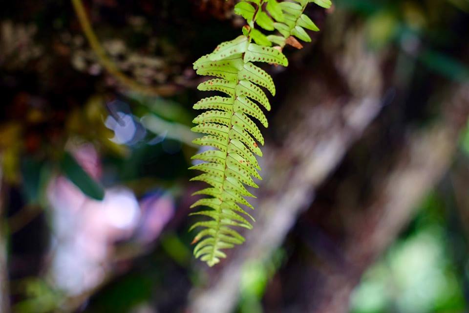 SMC PENTAX-M 50MM.F1.4 PK MOUNT