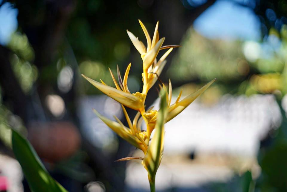 PENTACON AUTO 50MM.F1.8 MULTI COATING