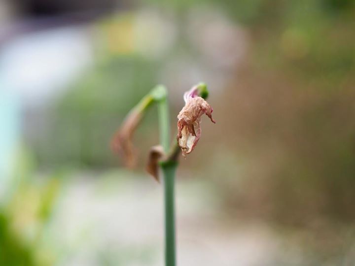 MINOLTA MC ROKKOR-PF 55MM.F1.7 MD MOUNT