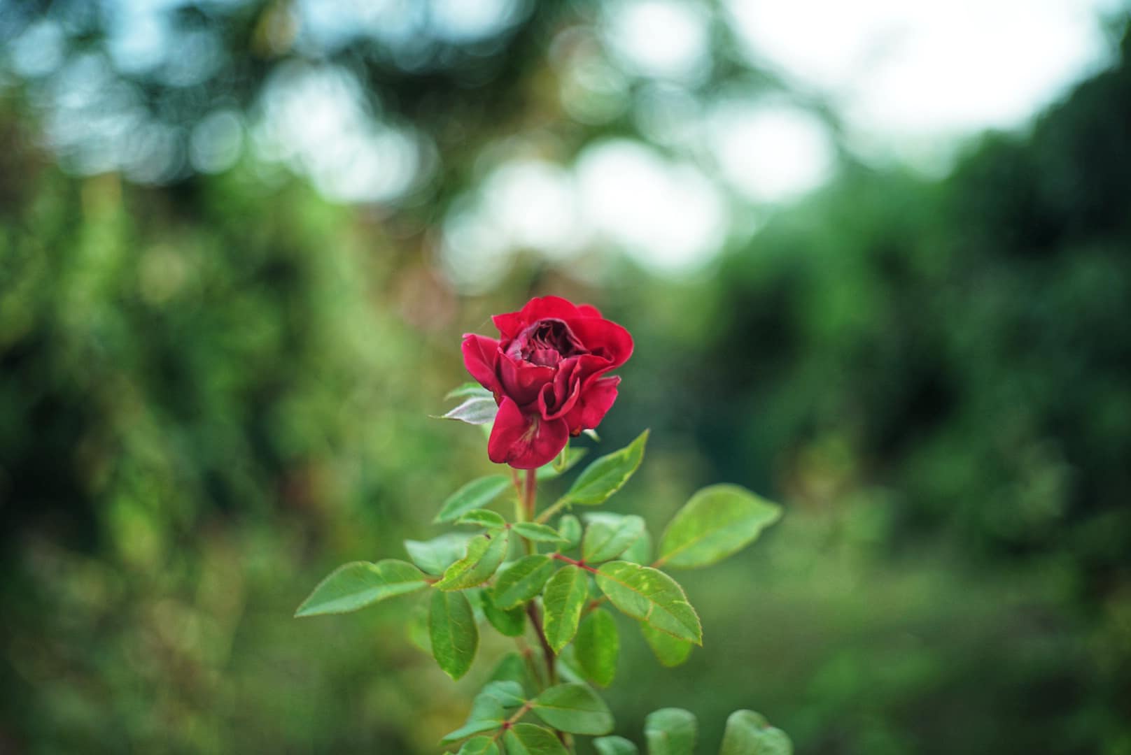 JUPITER-12 35MM.F2.8 FOR SONY E MOUNT