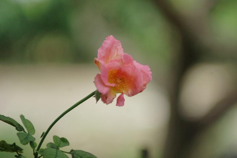 MINOLTA AF 75-300MM.F4.5-5.6 SONY A MOUNT