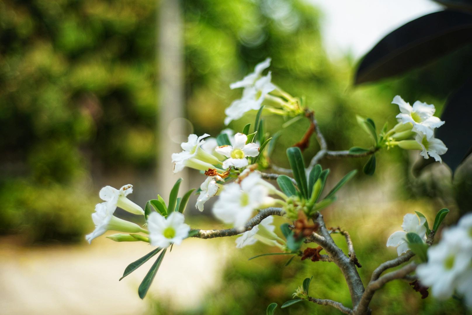 MAMIYA-SEKOR EF 50MM.F1.7 MODIFIED M42 MOUNT