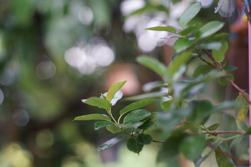 MINOLTA AUTO ROKKOR-PF 55MM. F2 MD MOUNT