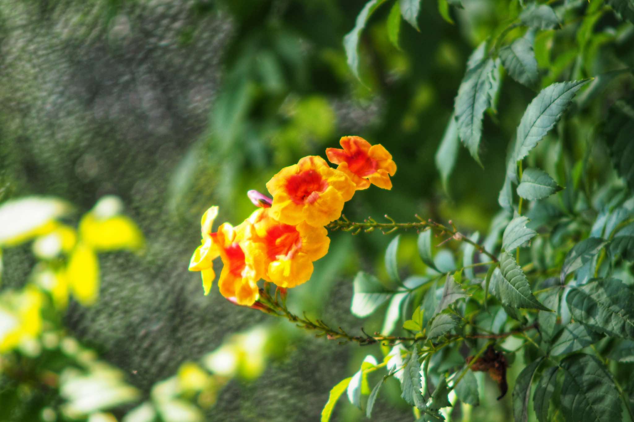 NIKON ZOOM-NIKKOR 80-200MM.F4.5 NIKON AI MOUNT