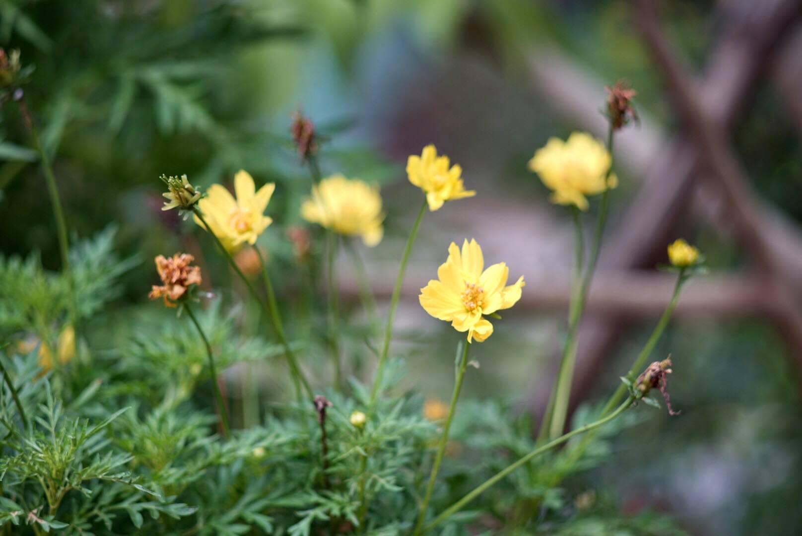 SUPER TAKUMAR 135MM.F3.5 M42 MOUNT