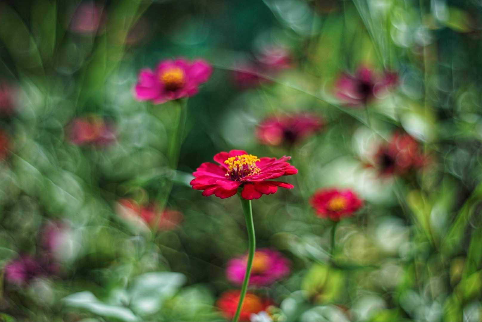 PENTACON AUTO 50MM.F1.8 MULTI COATING M42 MOUNT