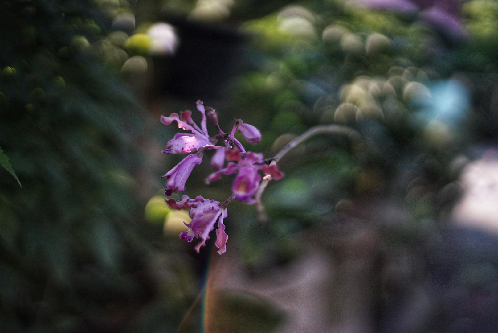 OLYMPUS OM-SYSTEM F.ZUIKO AUTO-S 50MM.F1.8 OM MOUNT