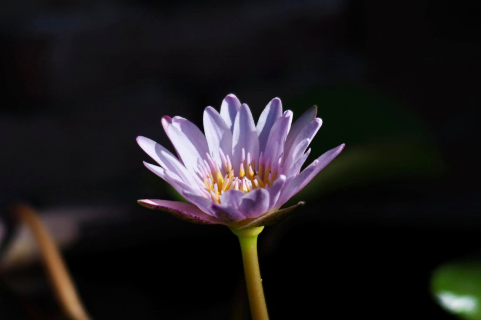MINOLTA MC TELE ROKKOR-QF200 MM.F3.5 MD MOUNT