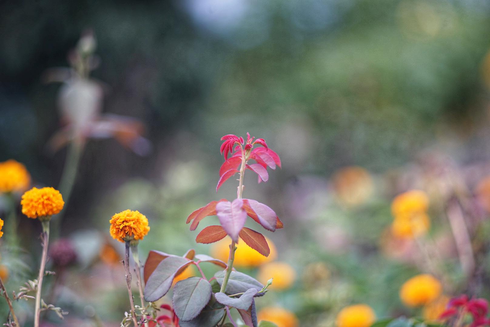 SUPER-TAKUMAR 135MM.F3.5 M42 MOUNT