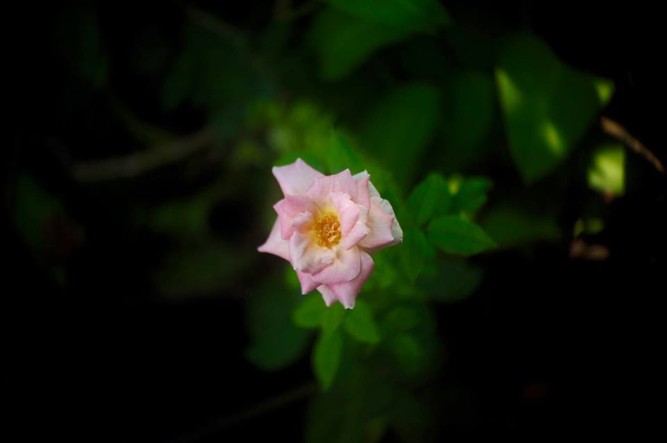 CANON TV LENS PHF 35MM.F1.2 MODIFY M4/3 MOUNT