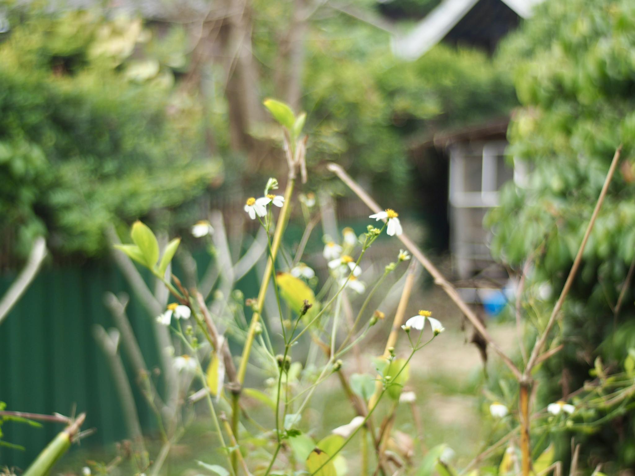 CANON LENS FL 35MM.F2.5 FL MOUNT
