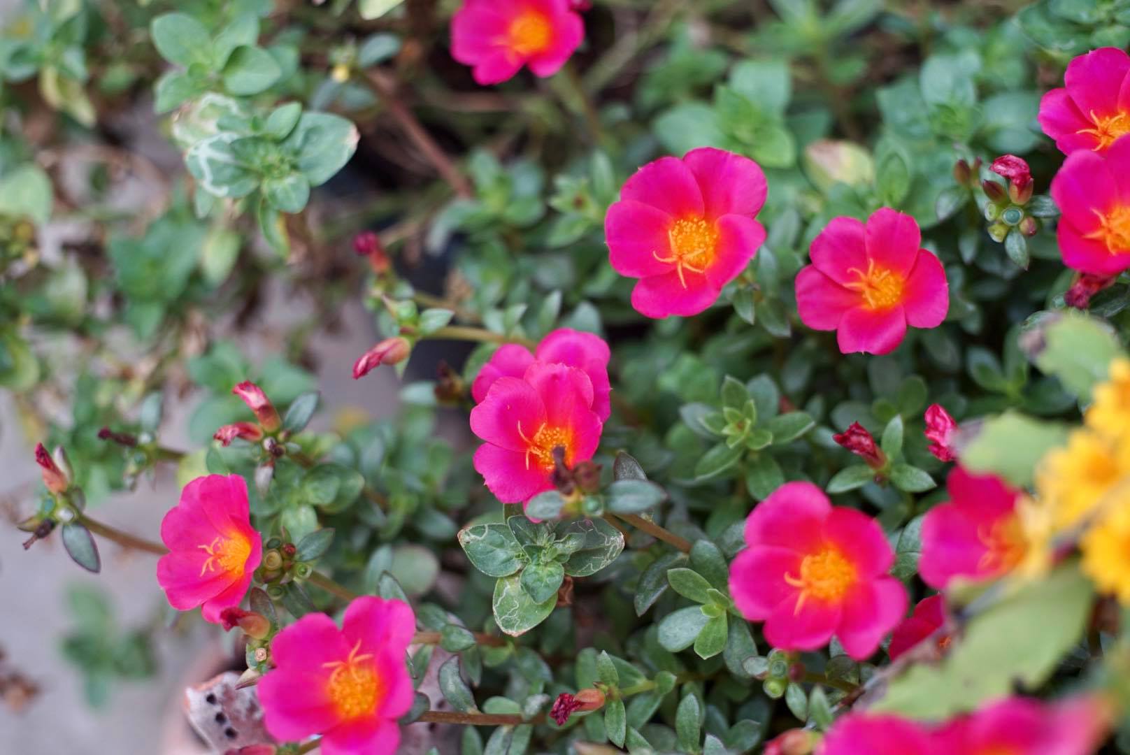 AUTO REVUENON 55MM.F1.4 M42 MOUNT