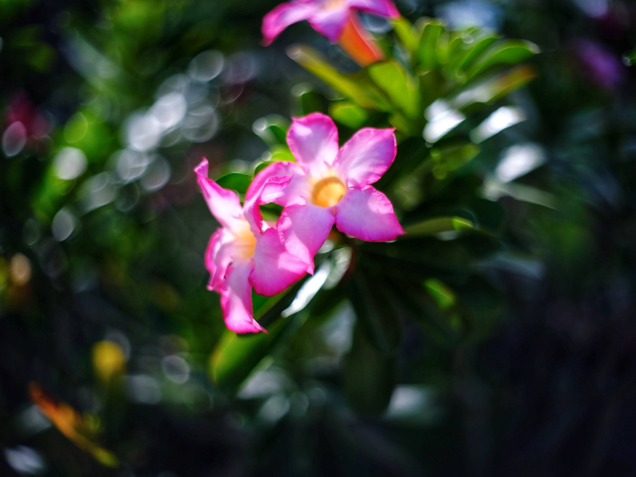 PENTACON AUTO 50MM.F1.8 MULTI COATING M42 MOUNT
