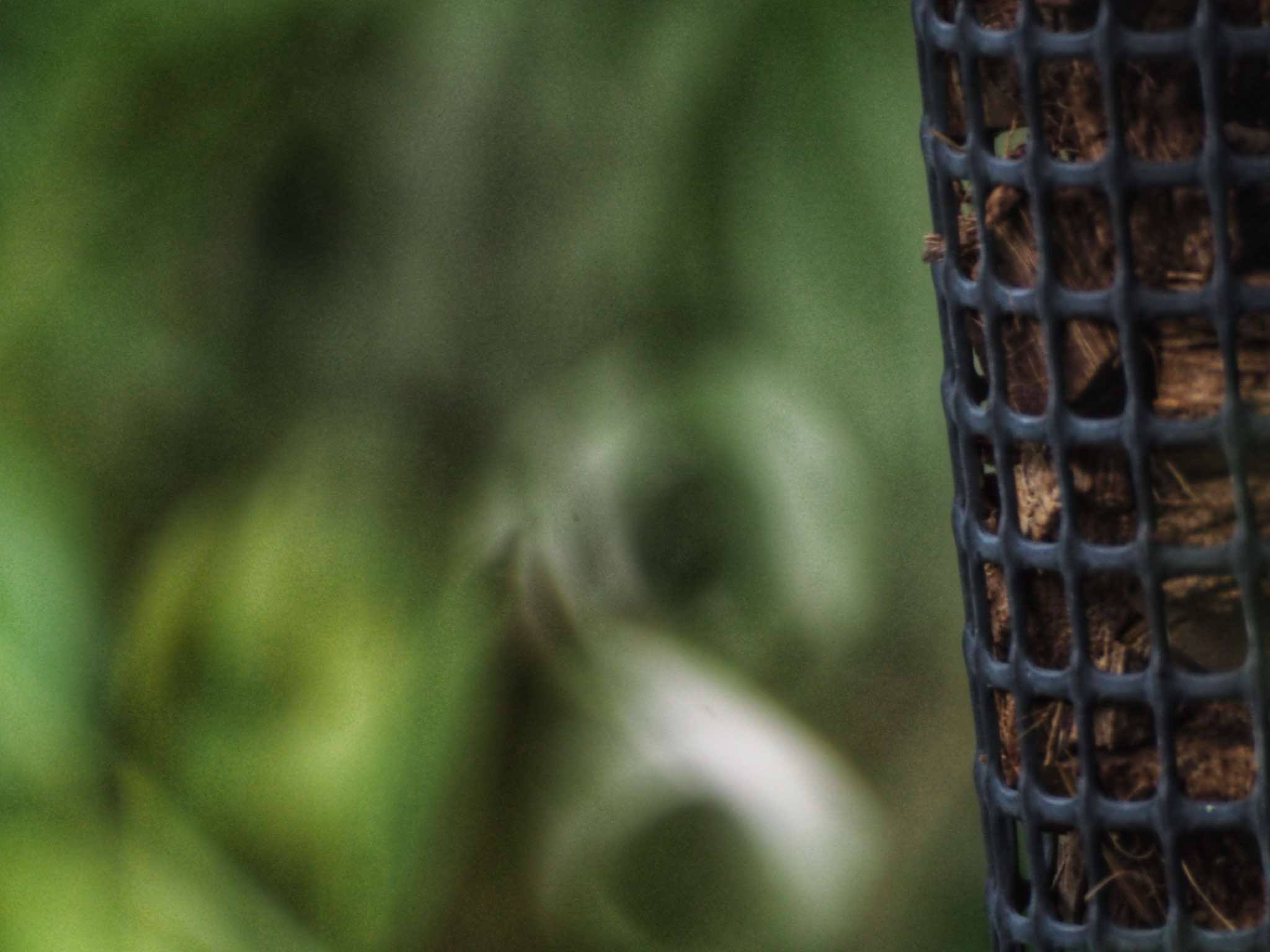 NIKON REFLEX-NIKKOR-C 500mm F8 NIKON F MOUNT