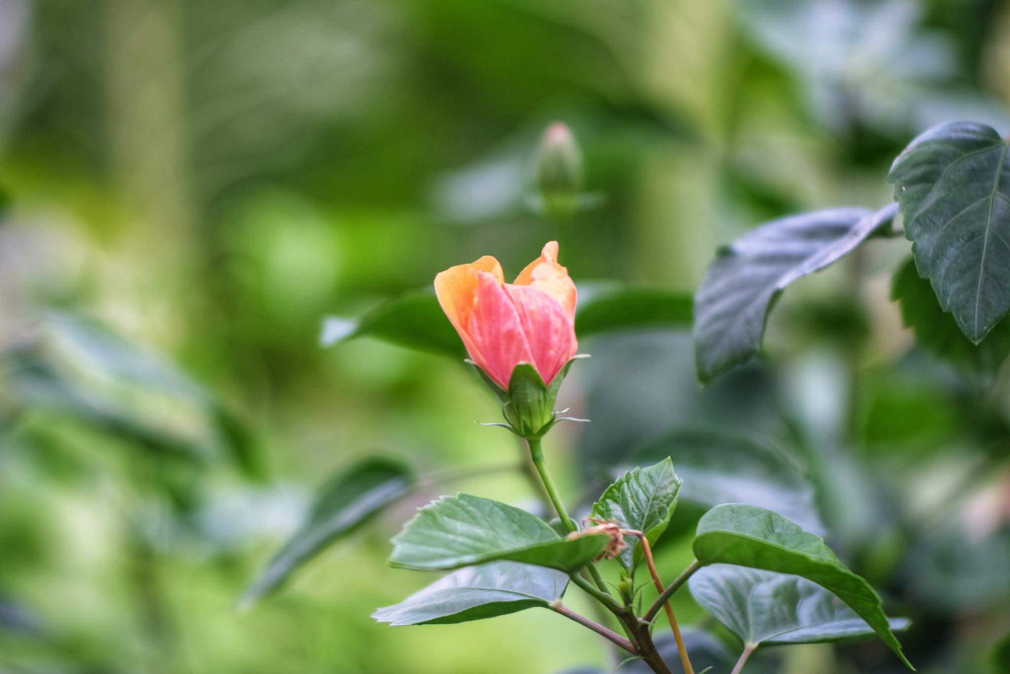 SANKYO KOKI JAPAN KOMURA 105MM.F2.5 NIKON NON AI MOUNT