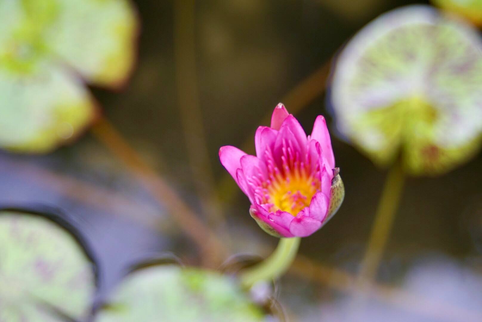 ﻿CANON ZOOM LENS FD 35-70MM.F3.5-4.5 MACRO FD MOUNT