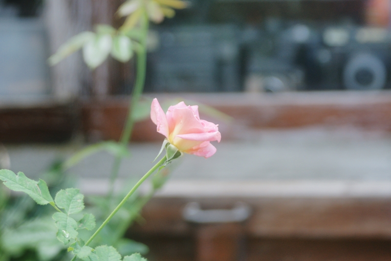 MINOLTA AF ZOOM 24-85MM.F3.5(22)-4.5 SONY A MOUNT