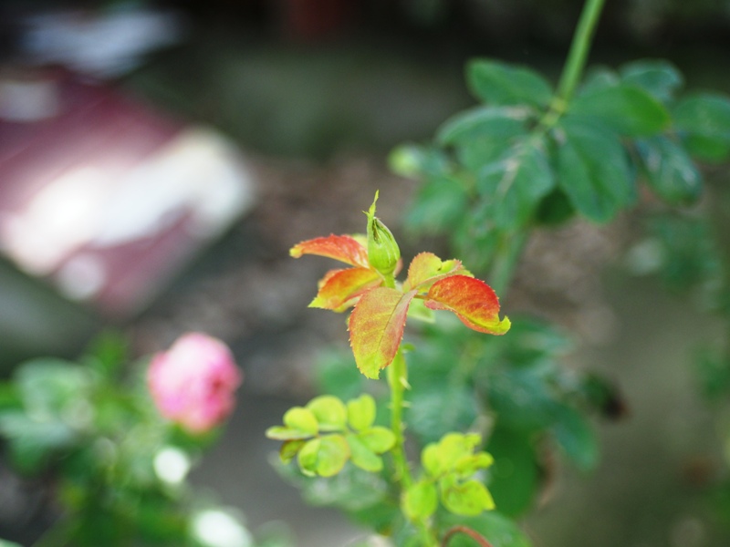 MC SUPER ALBINAR AUTO 28MM.F2.8 M42 MOUNT