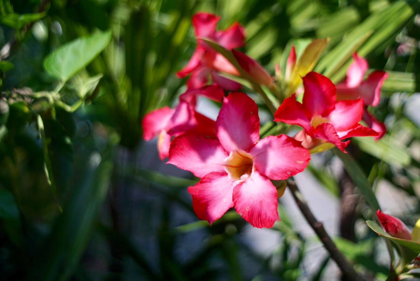 PENTACON AUTO 29MM.F2.8 MC M42 MOUNT