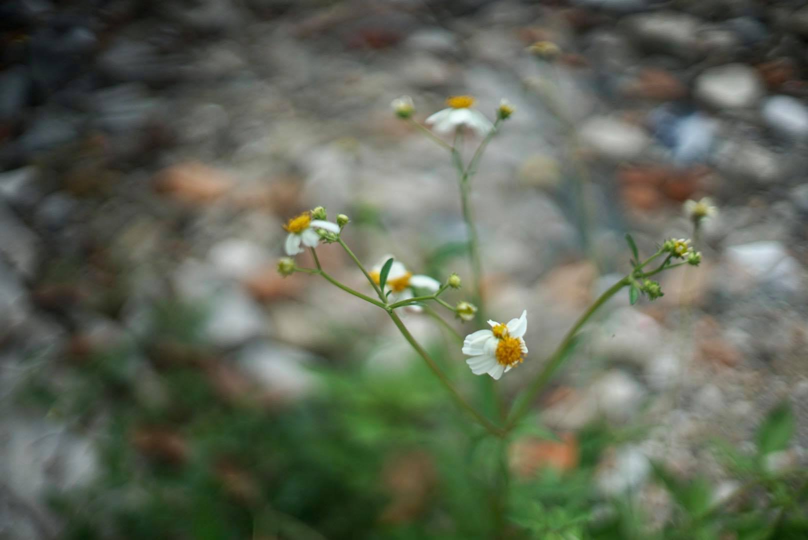 CANON LENS FL 50MM.F1.4 FL MOUNT