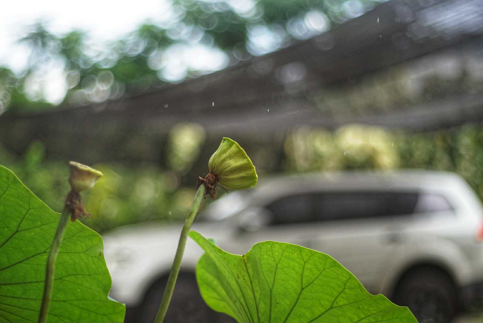 YASHICA COLOR YASHINON-DX 45MM.F1.7 MODIFIED M39 MOUNT