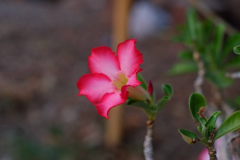 SMC-PENTAX-M 50MM.F2