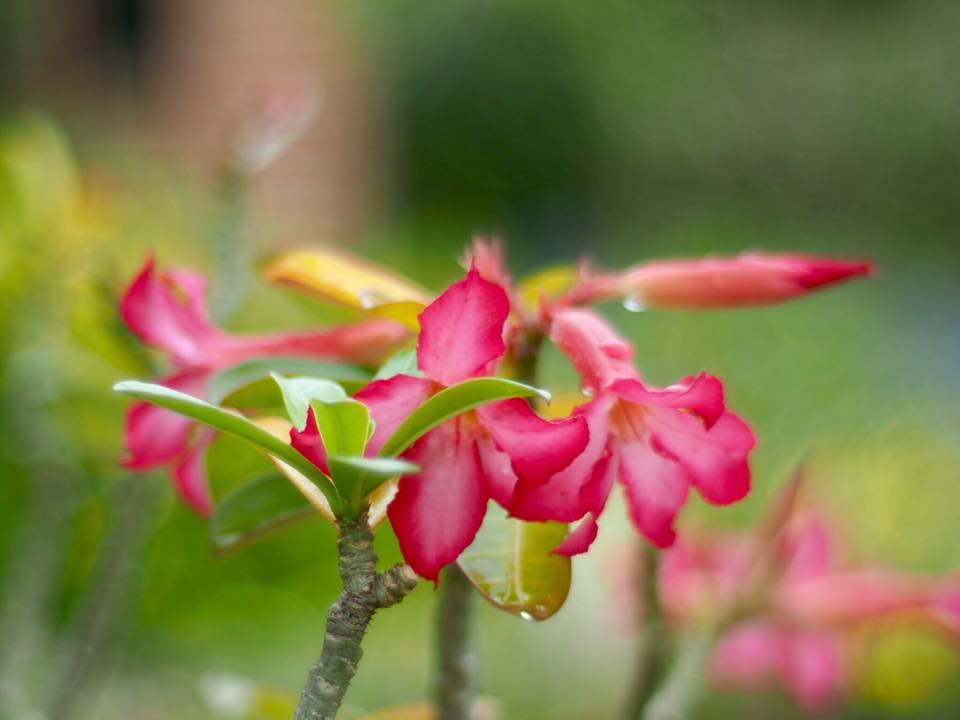 OLYMPUS OM-SYSTEM G-ZUIKO AUTO-S 50MM.F1.4 OM MOUNT