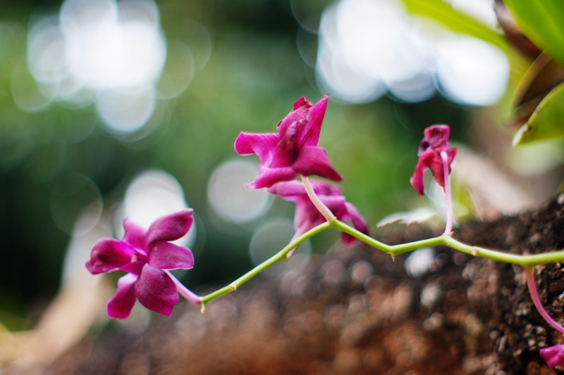 SMC-PENTAX-M 50MM.F2