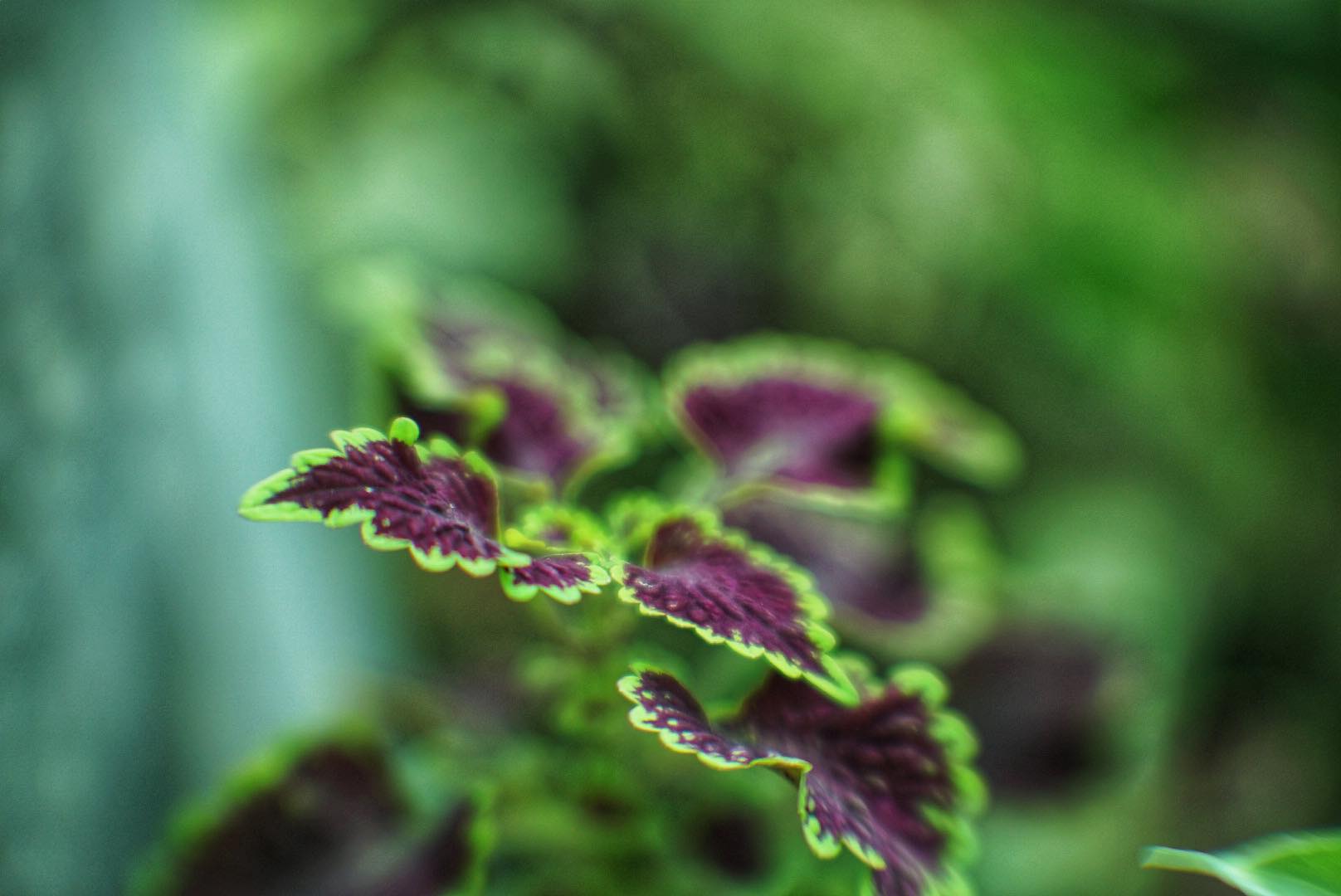 16KP-50MM.F1.2 FOR SONY E MOUNT