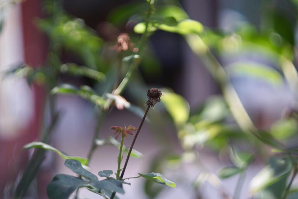 AUTO Mamiya/Sekor 55mm. F1.4 M42 Mount
